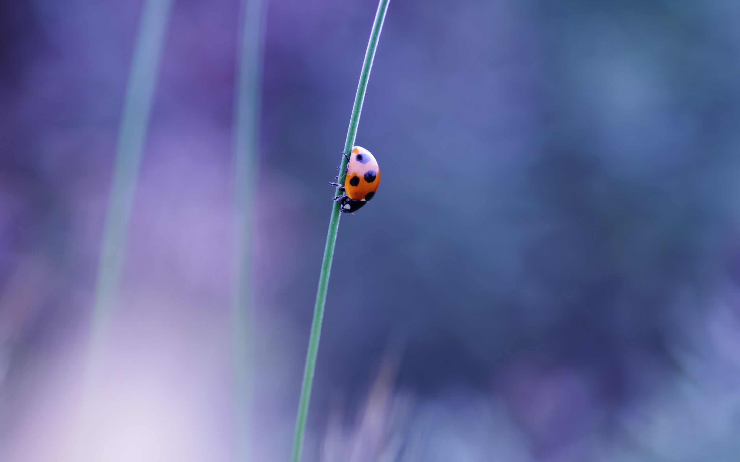 ladybug, On, A, Blade, Of, Grass Wallpaper