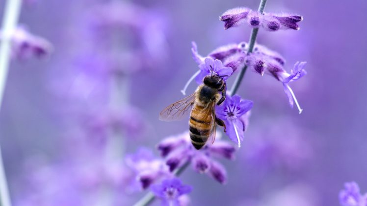 close up, Nature, Flowers, Insects, Purple, Macro, Bees HD Wallpaper Desktop Background