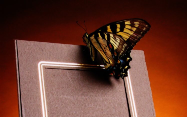 a, Butterfly, Landing, On, A, Photo, Frame HD Wallpaper Desktop Background