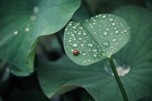 ladybird, Ladybug, Drops, Leaves, Nature, Plants