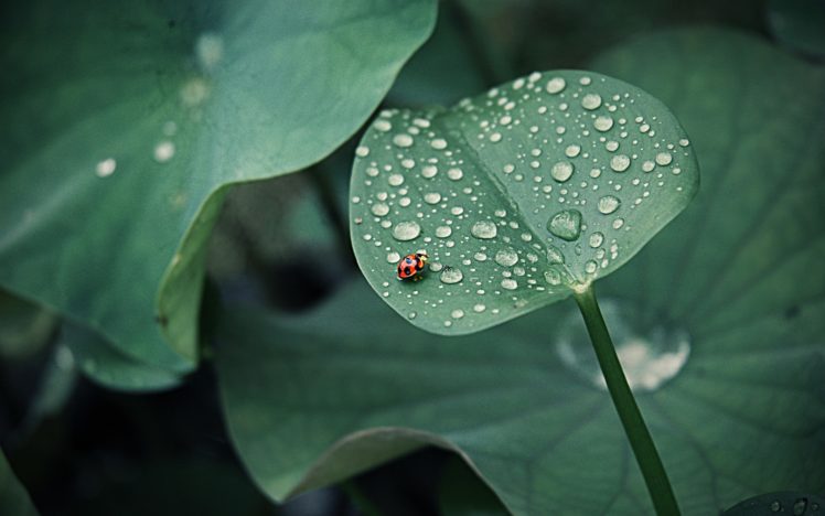 ladybird, Ladybug, Drops, Leaves, Nature, Plants HD Wallpaper Desktop Background