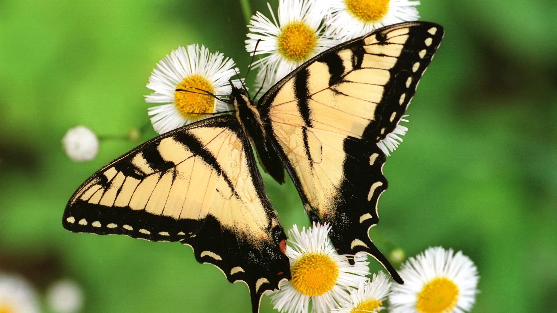 tigers, Butterflies Wallpaper