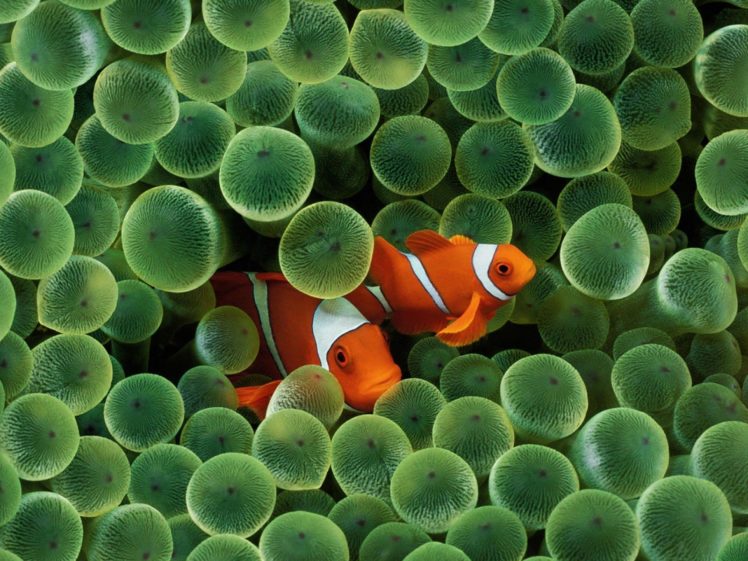 fish, Clownfish, Sea, Anemones, Sea HD Wallpaper Desktop Background
