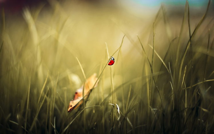 grass, Macro, Ladybird, Ladybug HD Wallpaper Desktop Background