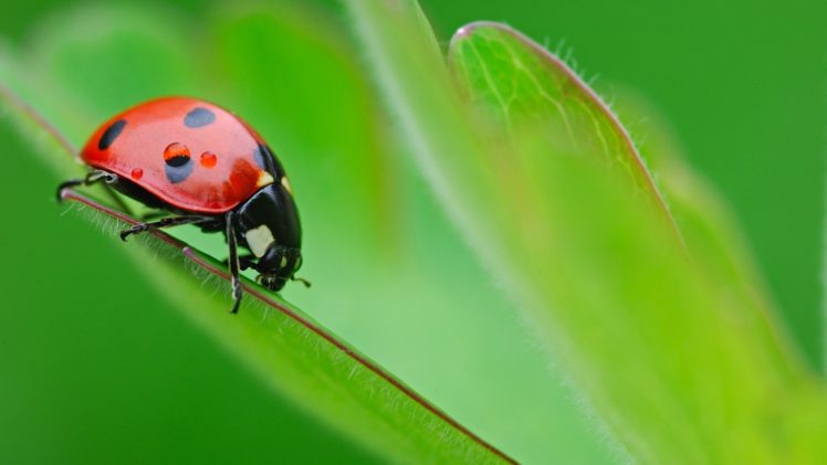 animals, Grass, Ladybirds HD Wallpaper Desktop Background
