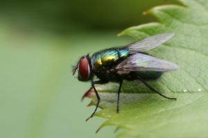 nature, Insects, Fly