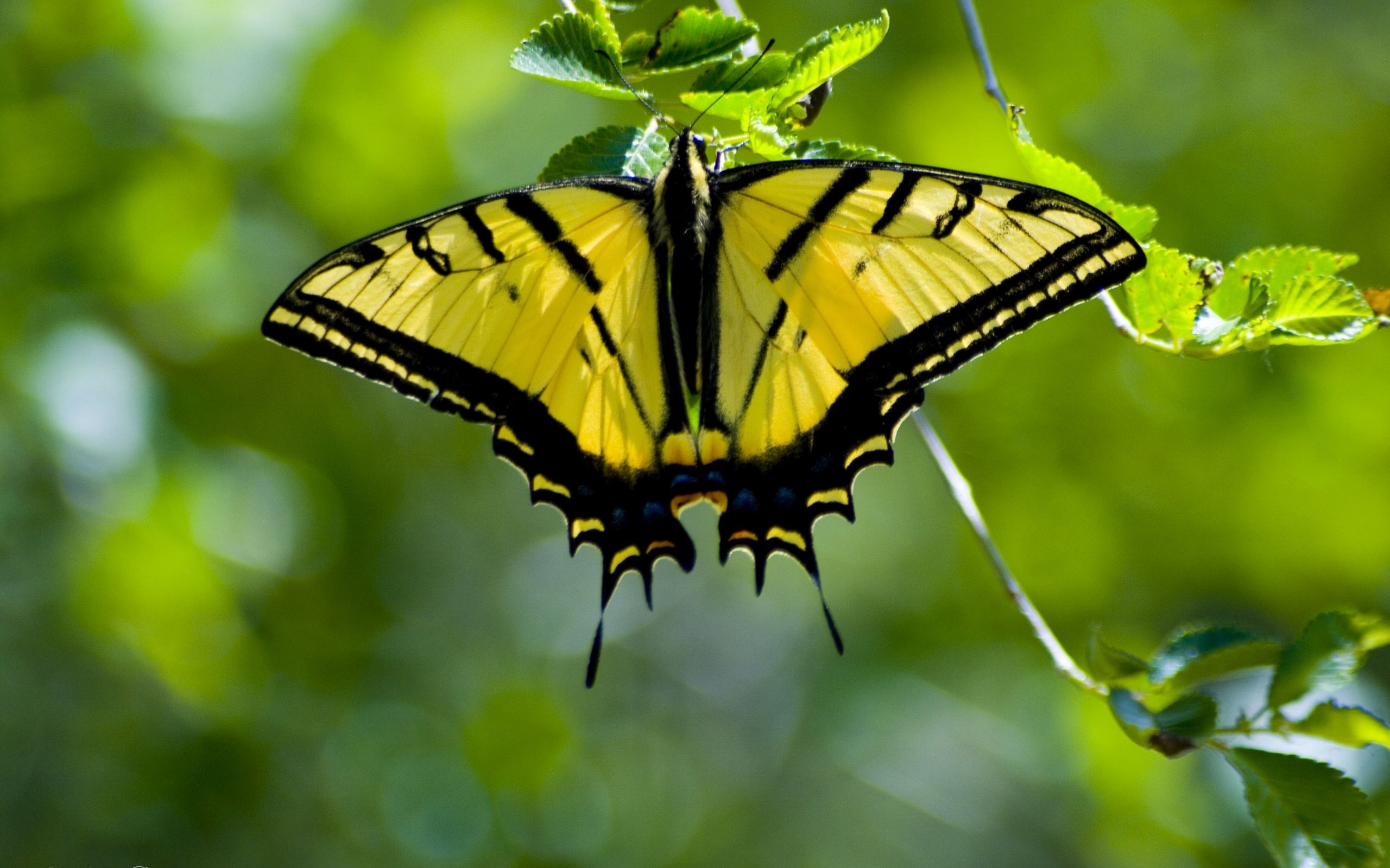 insects, Butterflies Wallpaper