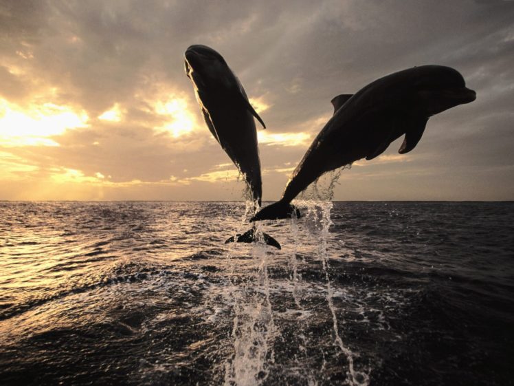 jumping, Dolphins, Sea HD Wallpaper Desktop Background