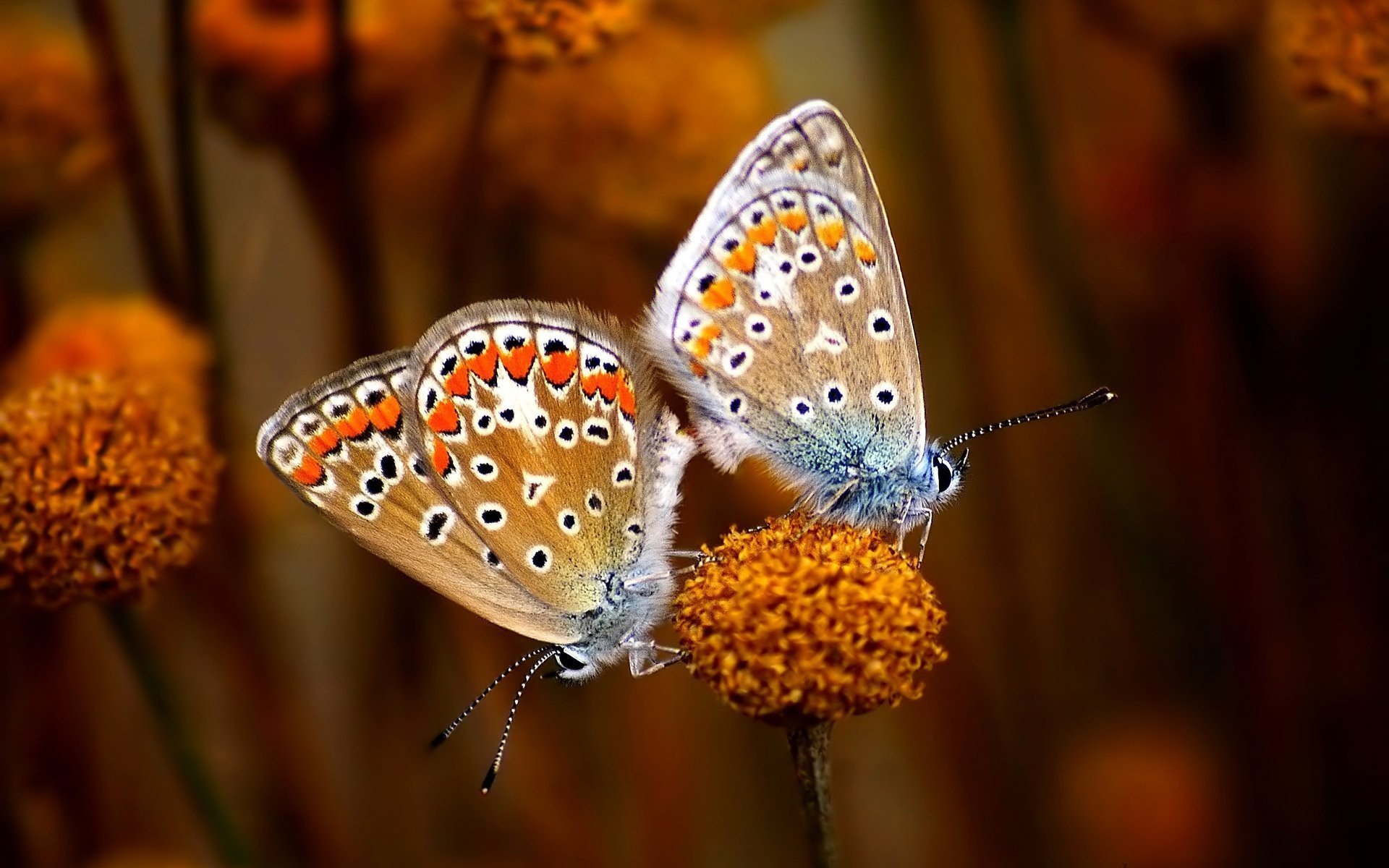 insects, Butterflies Wallpaper
