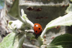 animals, Insects, Ladybirds