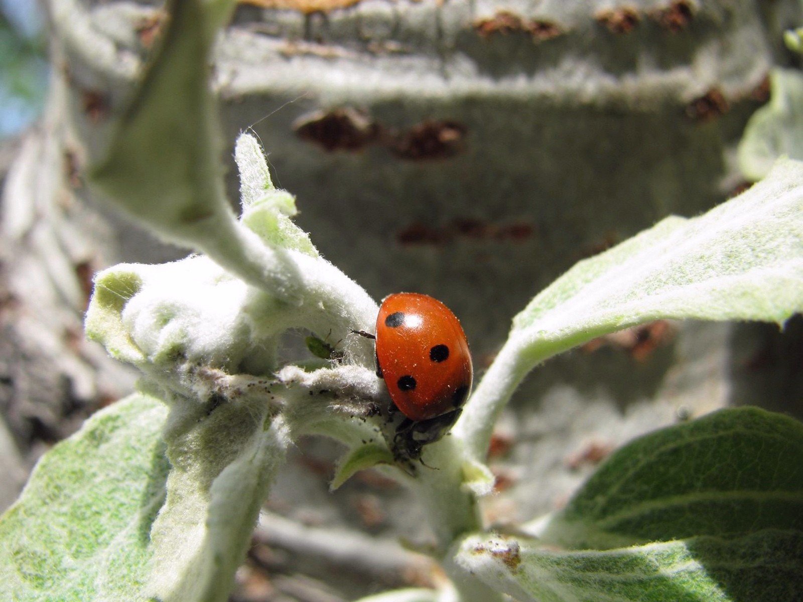 animals, Insects, Ladybirds Wallpaper