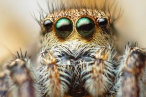 eyes, Animals, Insects, Macro, Spiders