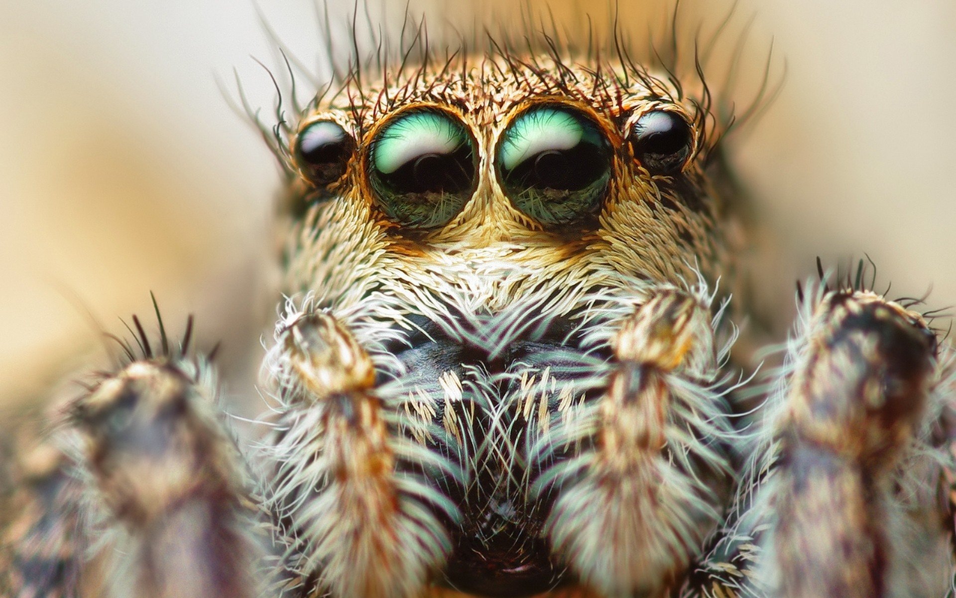 eyes, Animals, Insects, Macro, Spiders Wallpaper