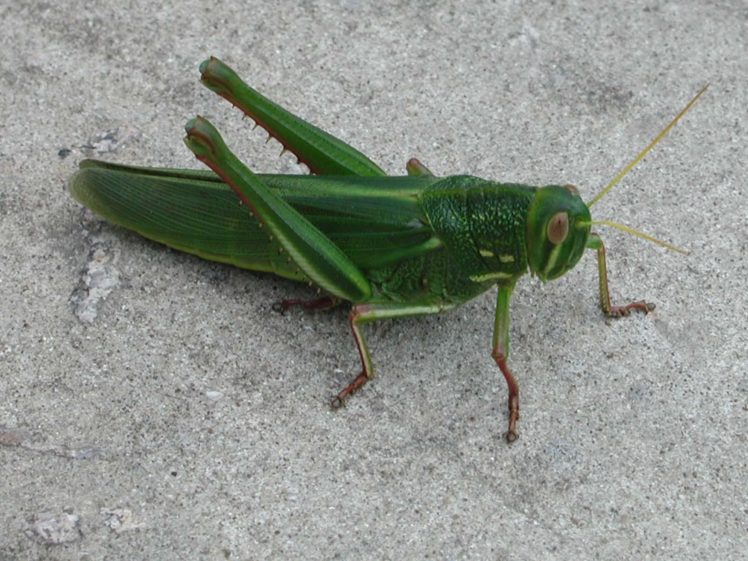 insects, Grasshopper HD Wallpaper Desktop Background