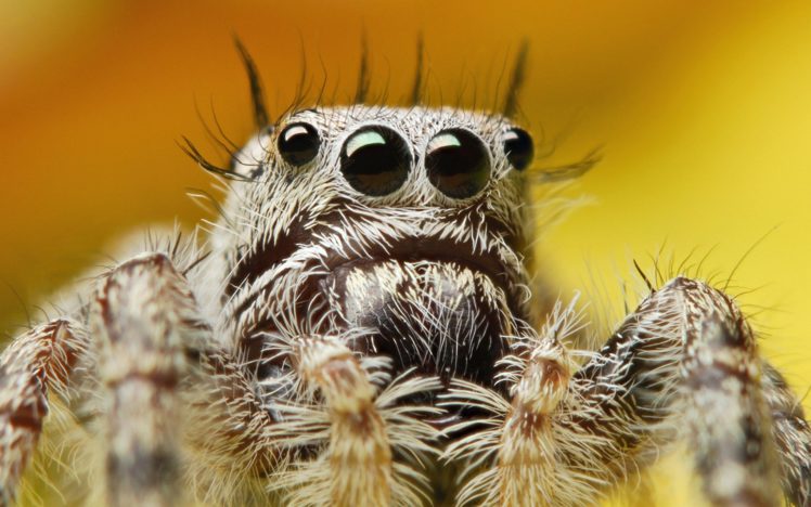 animals, Spiders HD Wallpaper Desktop Background