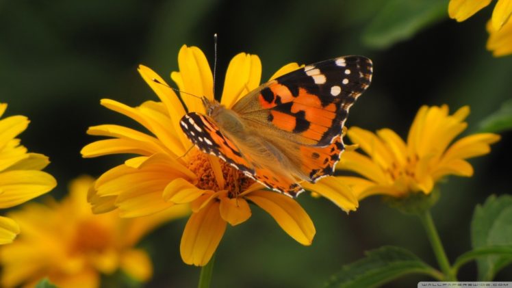 nature, Summer, Macro, Butterflies HD Wallpaper Desktop Background