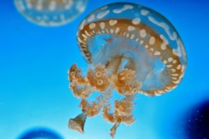 jellyfish, Underwater, Water, Blue