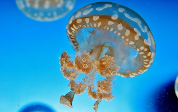 jellyfish, Underwater, Water, Blue HD Wallpaper Desktop Background