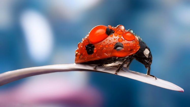 macro, Insects, Nature, Bugs, Ladybug, Petal, Dew, Drops HD Wallpaper Desktop Background