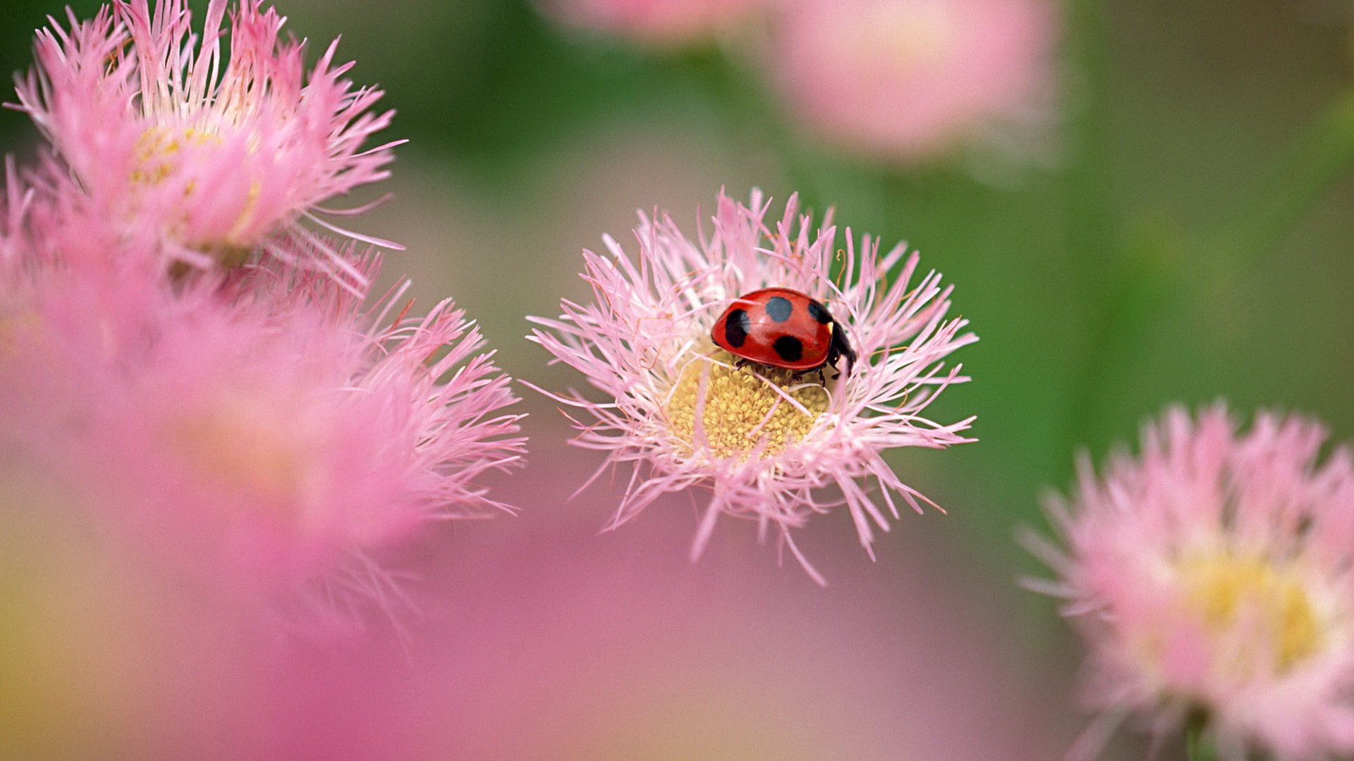 insects, Macro, Ladybirds Wallpaper