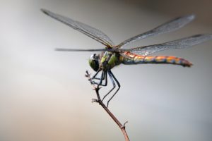 animals, Dragonfly
