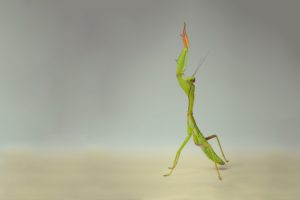 insects, Mantis