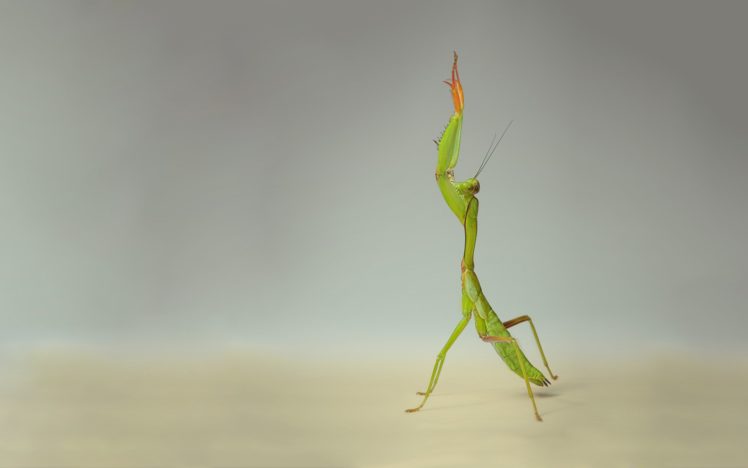 insects, Mantis HD Wallpaper Desktop Background