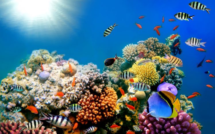 reef, Ocean, Sea, Underwater HD Wallpaper Desktop Background