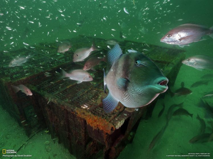 fish, National, Geographic HD Wallpaper Desktop Background
