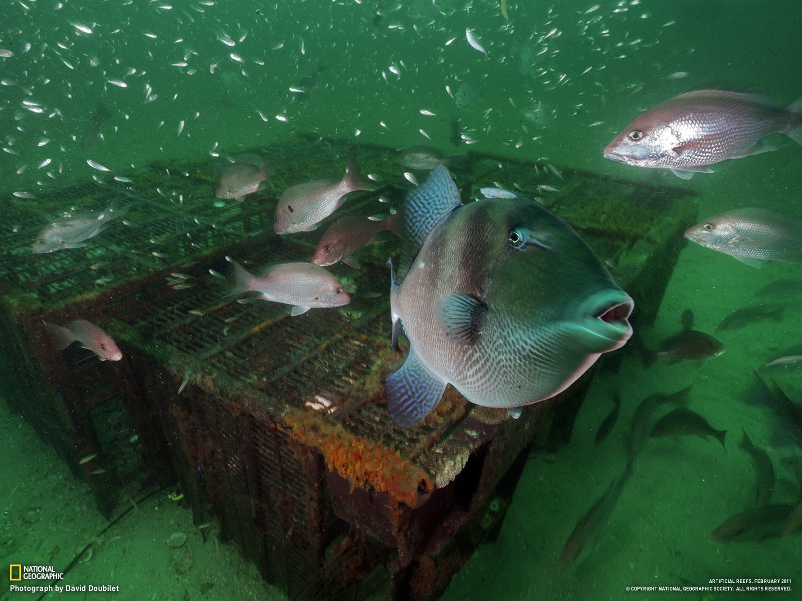 National fishing. Рыба Луна. National Geographic Fishing.