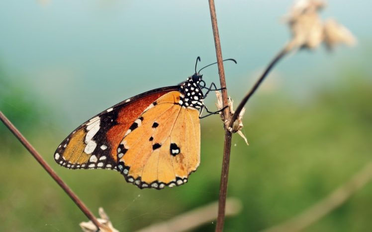 nature, Animals, Insects, Summer, Butterflies HD Wallpaper Desktop Background