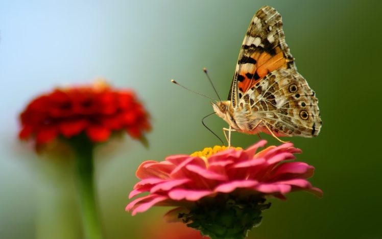 butterfly, Flowers, Macro HD Wallpaper Desktop Background