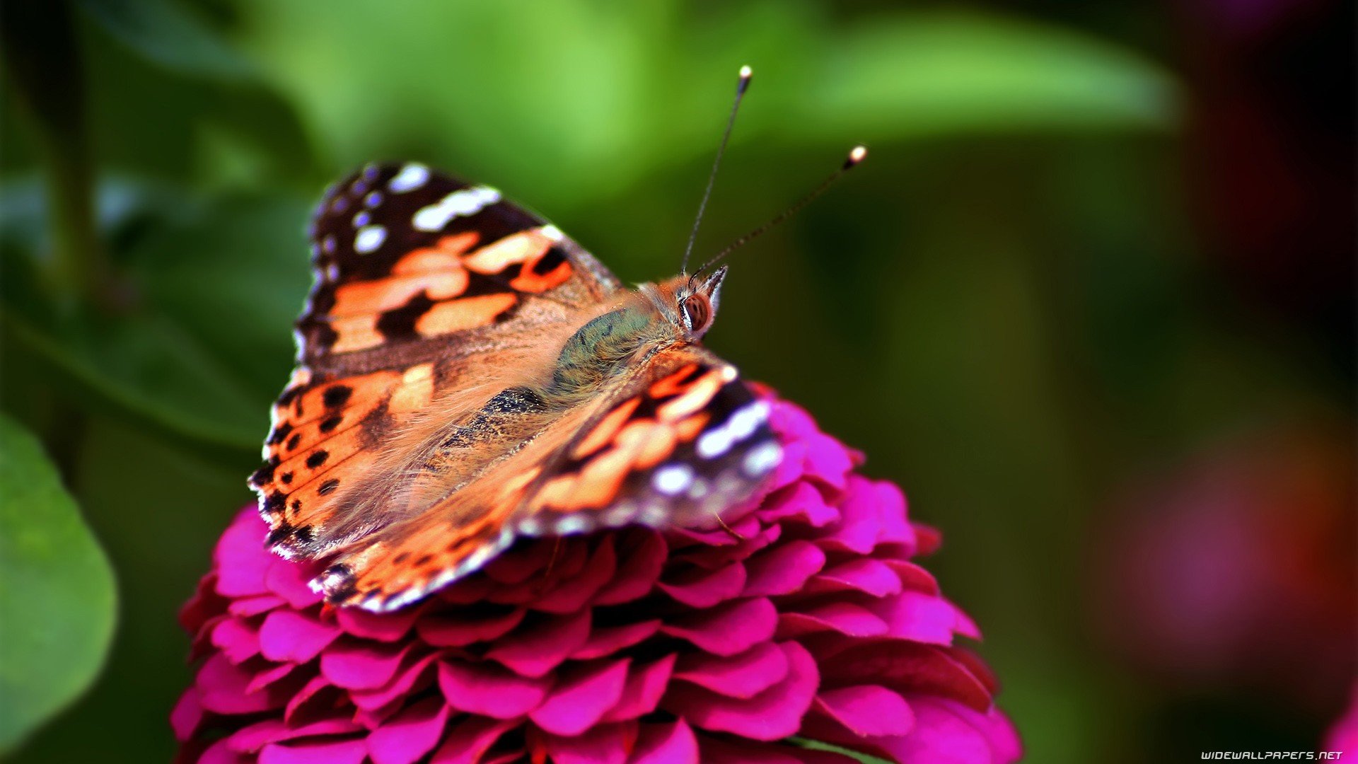 animals, Insects, Butterflies Wallpaper