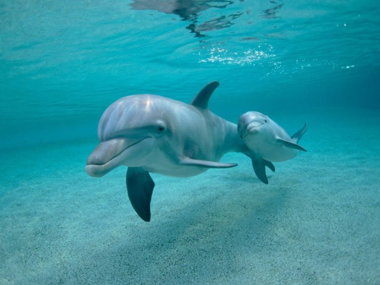 animals, Dolphins HD Wallpaper Desktop Background