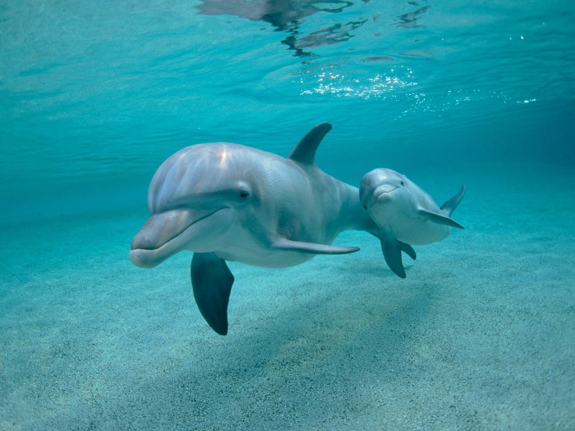 animals, Dolphins Wallpaper