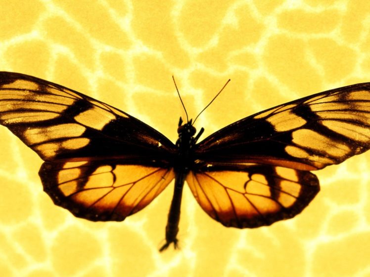 nature, Multicolor, Insects, Macro, Butterflies HD Wallpaper Desktop Background