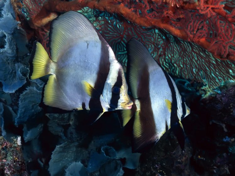 fish, Underwater, Angelfish HD Wallpaper Desktop Background