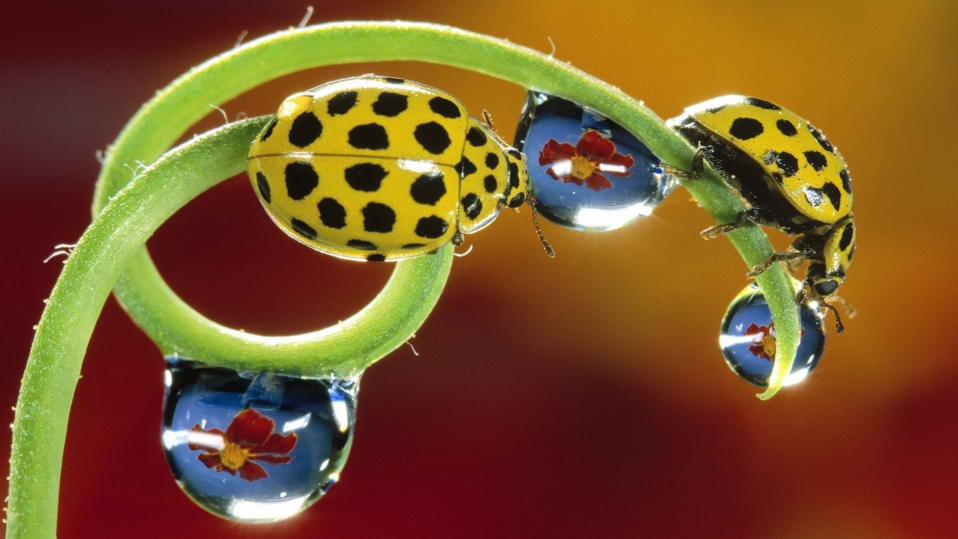 beetles, Spotted Wallpaper