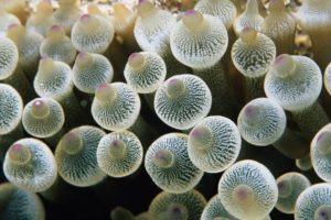 jellyfish, Ocean, Sea, Underwater