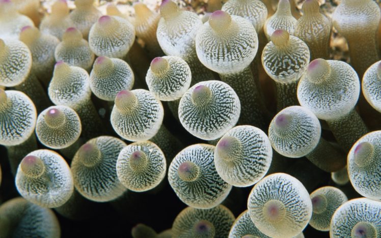 jellyfish, Ocean, Sea, Underwater HD Wallpaper Desktop Background