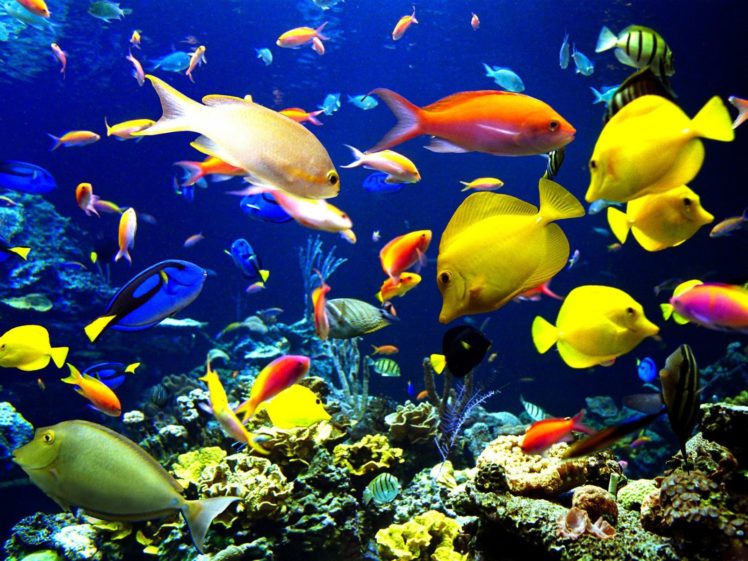 fish, Tropical HD Wallpaper Desktop Background