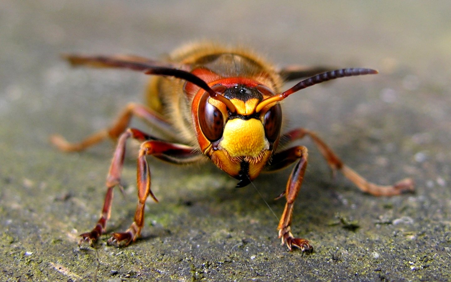 wasp Wallpapers HD / Desktop and Mobile Backgrounds