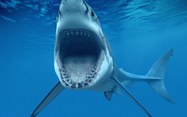 shark, Oceans, Underwater HD Wallpaper Desktop Background