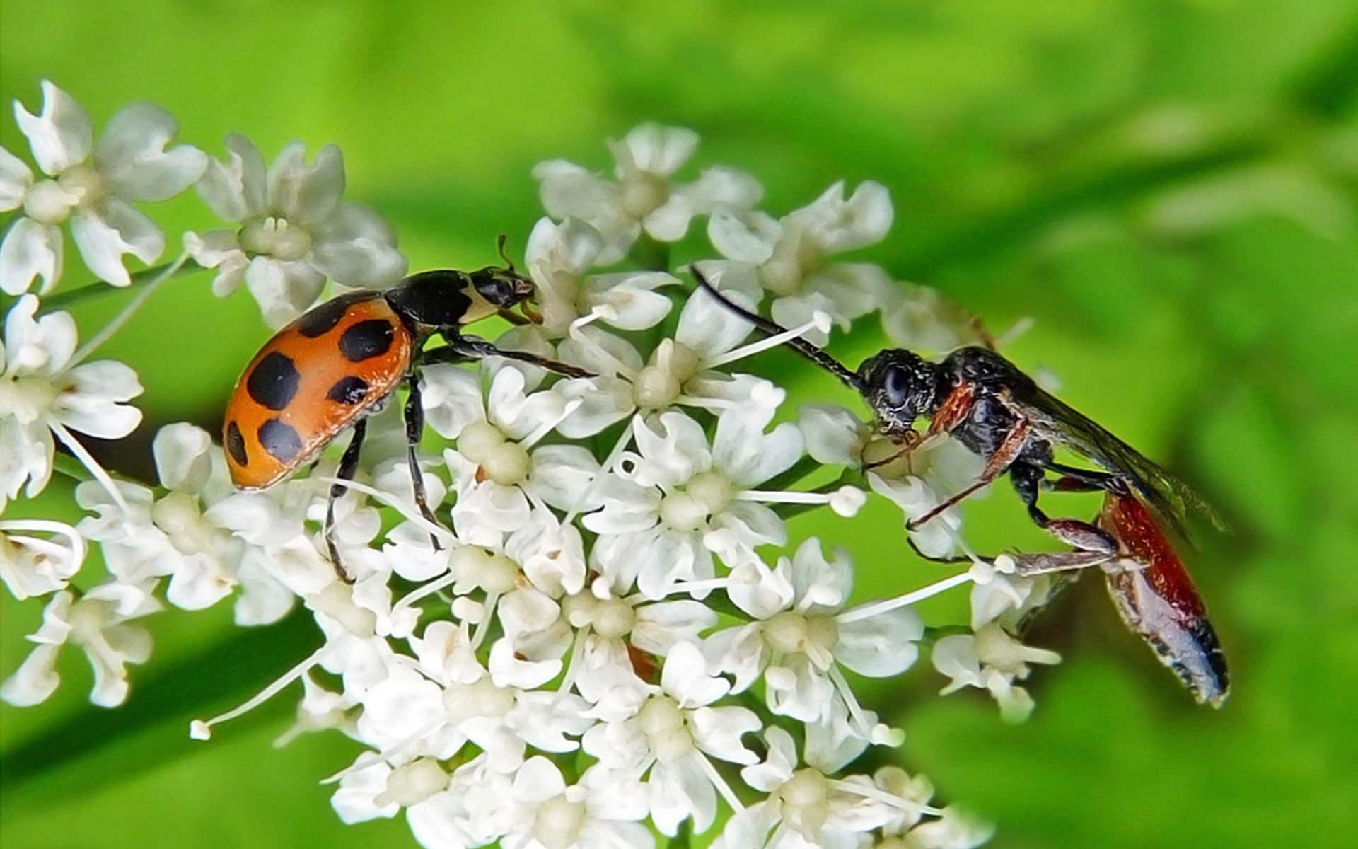 flowers, Insects, Bugs Wallpaper