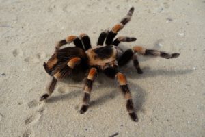 animals, Spiders, Arachnids