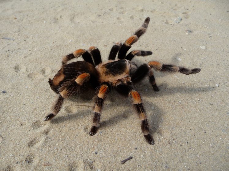 animals, Spiders, Arachnids HD Wallpaper Desktop Background
