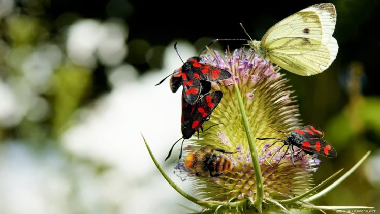 nature, Insects, Butterflies HD Wallpaper Desktop Background