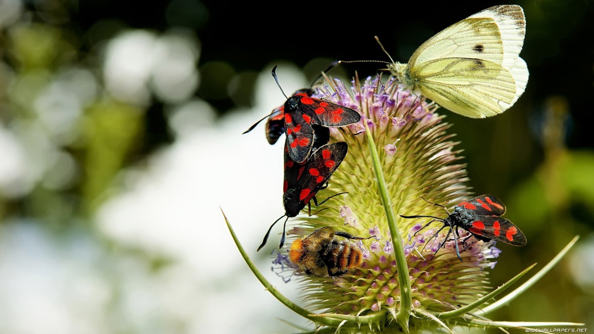 nature, Insects, Butterflies Wallpaper