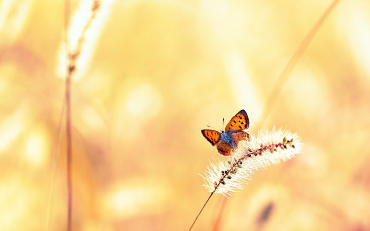 nature, Butterflies HD Wallpaper Desktop Background