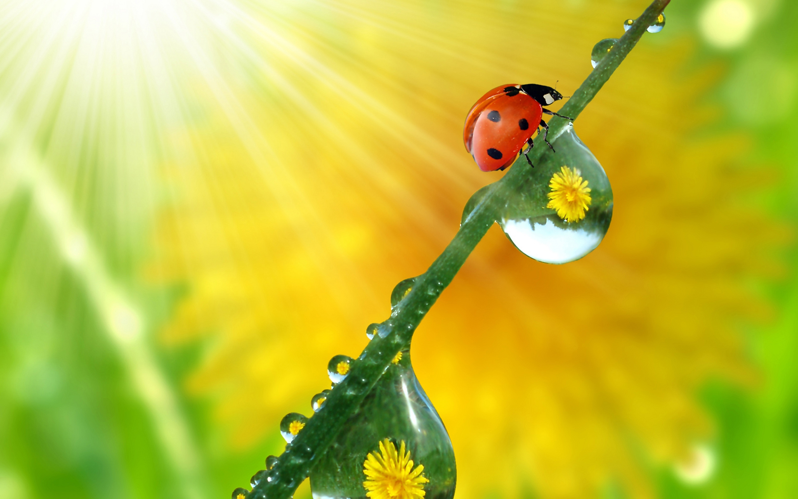beautiful, Ladybug Wallpaper